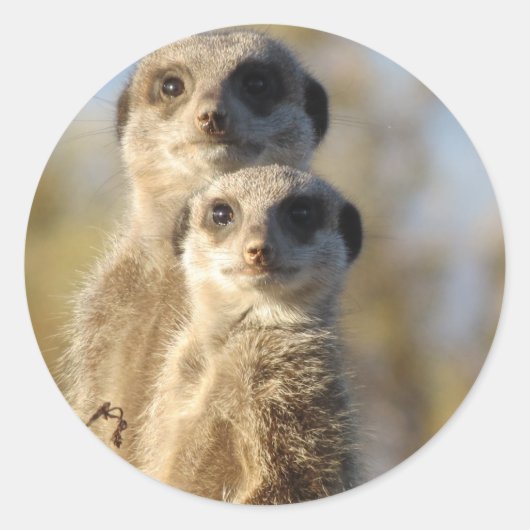 Meerkats Ronde Sticker (Voorkant)
