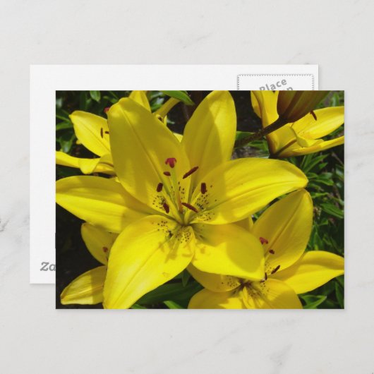 Meerkerk Gardens Briefkaart (Voorkant / Achterkant)