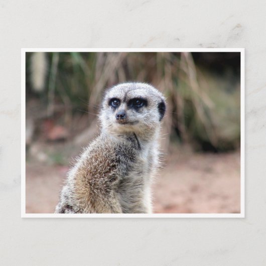 meerkeukenwacht briefkaart (Voorkant)