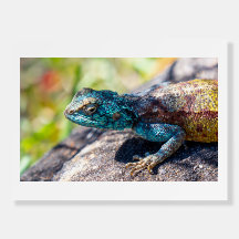 meerkleurig hagedissen Poster