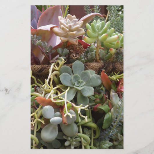 Meerkleurige Cactussen Briefpapier (Voorkant)