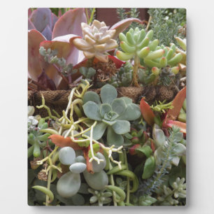 Meerkleurige Cactussen Fotoplaat