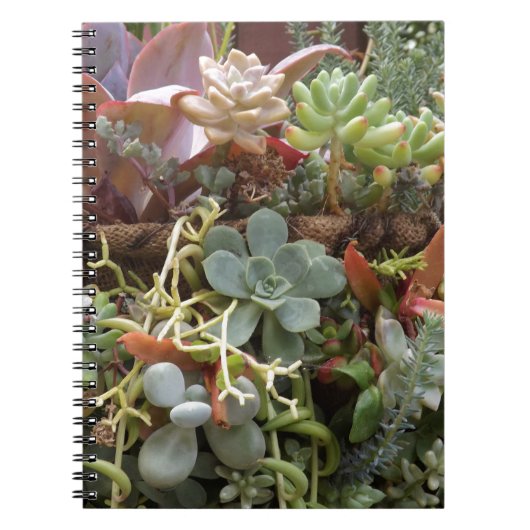 Meerkleurige Cactussen Notitieboek (Voorkant)