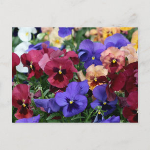 Meerkleurige pansies briefkaart