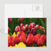 meerkleurige tulpen briefkaart (Voorkant / Achterkant)