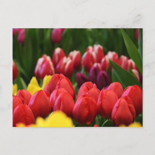 meerkleurige tulpen briefkaart (Voorkant)