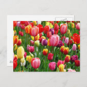 Meerkleurige Tulpen Briefkaart (Voorkant / Achterkant)