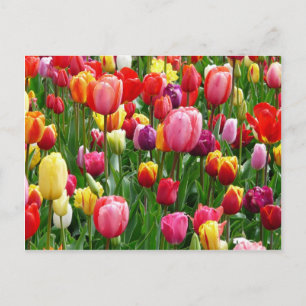 Meerkleurige Tulpen Briefkaart