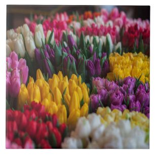 Meerkleurige tulpen tegeltje