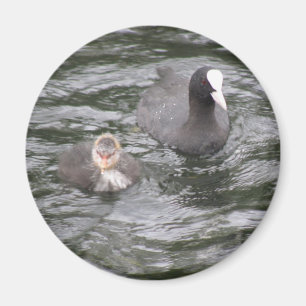 Meerkoet en Kuiken Magneet