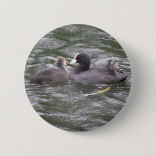 Meerkoet Voert Hongerige Kuiken Knop Ronde Button 5,7 Cm
