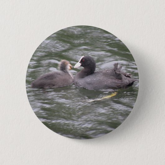 Meerkoet Voert Hongerige Kuiken Knop Ronde Button 5,7 Cm (Voorkant)