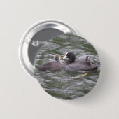 Meerkoet Voert Hongerige Kuiken Knop Ronde Button 5,7 Cm (Voorkant /achterkant)