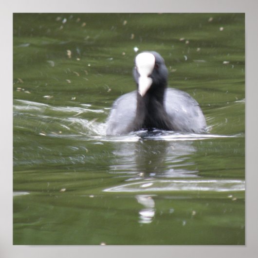 Meerkoet Zwemmende Print (Voorkant)