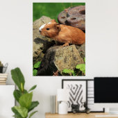 Meerschweinchen Poster (Thuiskantoor)