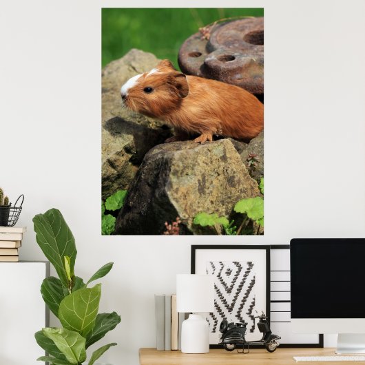 Meerschweinchen Poster (Thuiskantoor)
