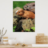 Meerschweinchen Poster (Keuken)