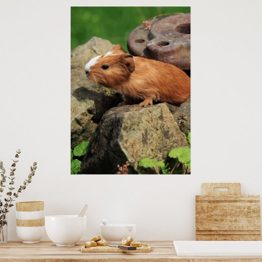Meerschweinchen Poster (Keuken)