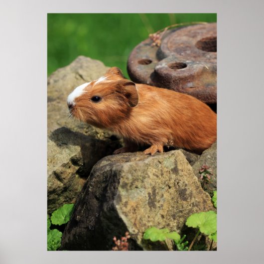 Meerschweinchen Poster (Voorkant)