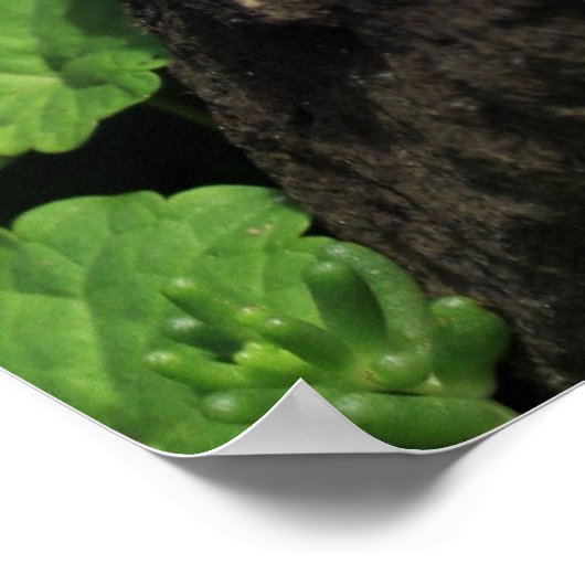 Meerschweinchen Poster (Hoek)