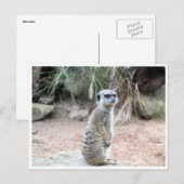 meerstand briefkaart (Voorkant / Achterkant)