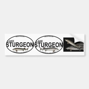 Meersteurbumperstickers Bumpersticker