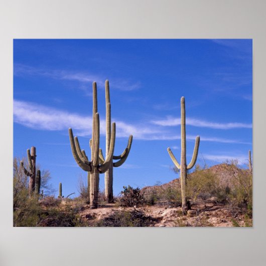 Meervoudige gewapende reuzencactus van Saguaro, Sa Poster (Voorkant)