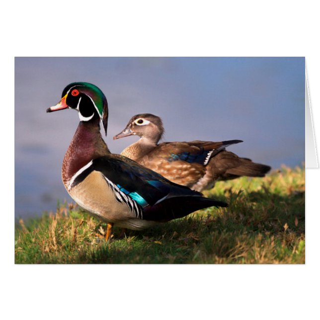 Meerzijde, Houten Eend (Voorkant Horizontaal)