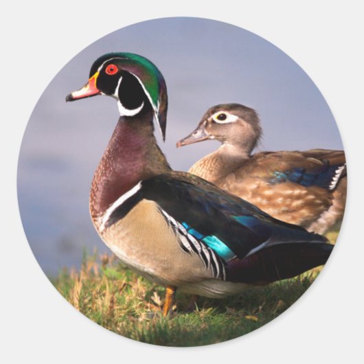 Meerzijde, Houten Eend Ronde Sticker (Voorkant)