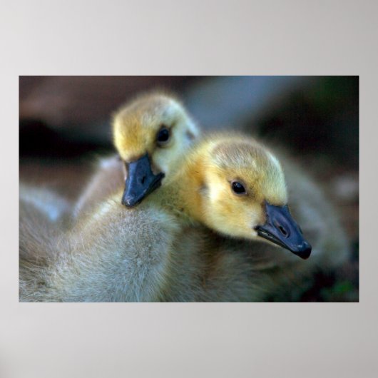 Meerzijde Poster (Voorkant)