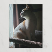 Meest dramatische kat op kattenboom ooit