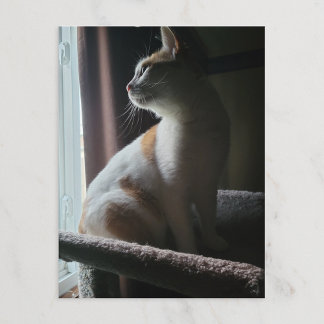 Meest dramatische kat op kattenboom ooit briefkaart