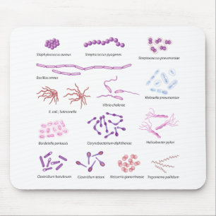Meest voorkomende bacteriën die humaan Mousepad in Muismat