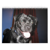 Meestal Bo Kalender (Hoes)