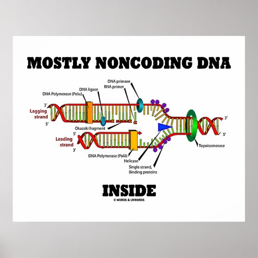Meestal Noncoding DNA Inside (DNA-replicatie) Poster (Voorkant)