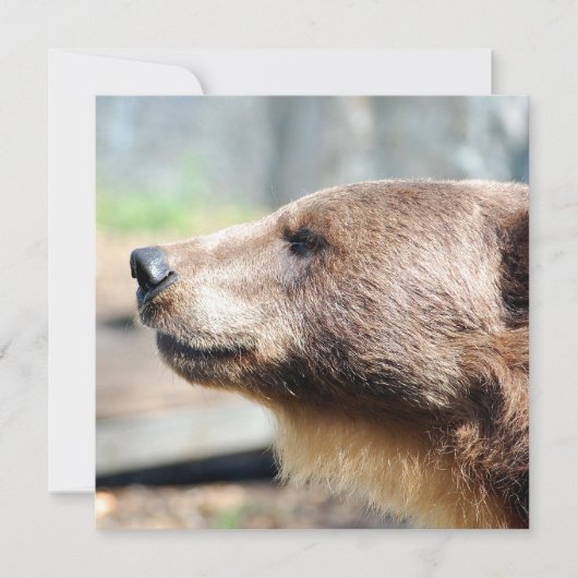 Meester Bruin (Voorkant)
