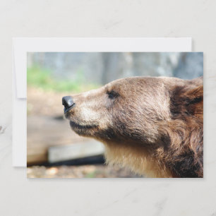 Meester Bruin