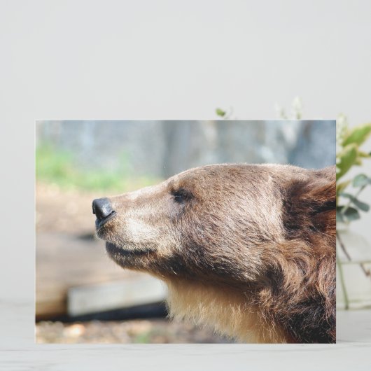 Meester Bruin (Staand voorkant)