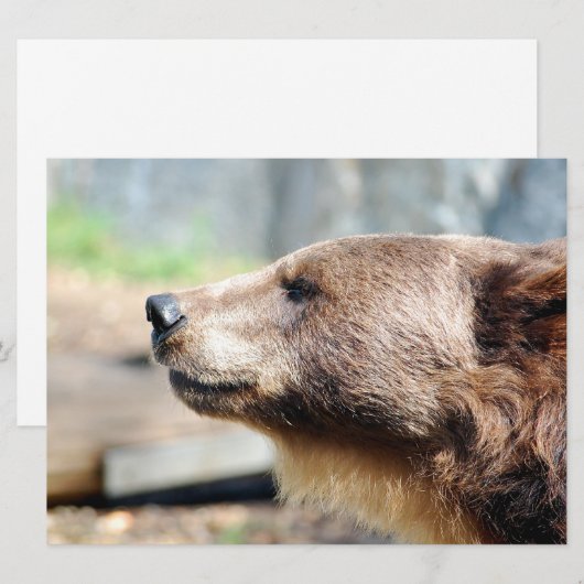 Meester Bruin (Voorkant / Achterkant)