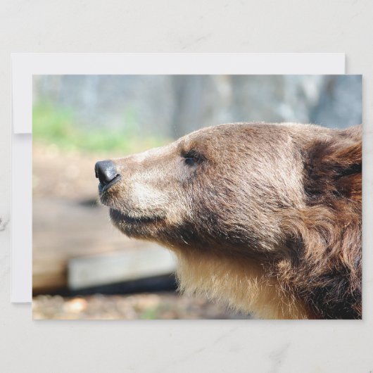 Meester Bruin (Voorkant)