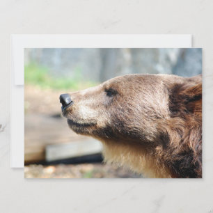 Meester Bruin