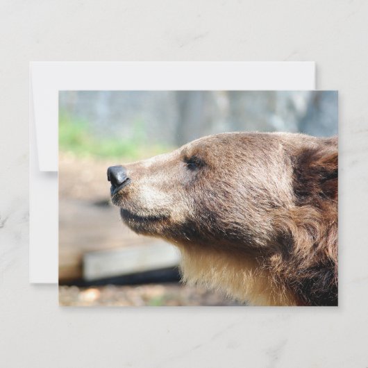 Meester Bruin (Voorkant)