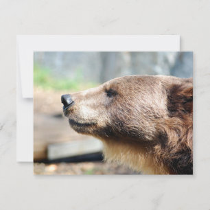 Meester Bruin