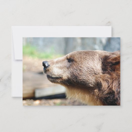 Meester Bruin (Voorkant)