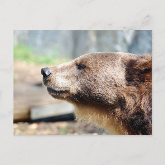 Meester Bruin Briefkaart (Voorkant)