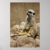 Meetkat Posterq Poster (Voorkant)