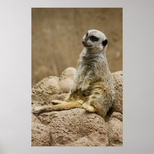 Meetkat Posterq Poster (Voorkant)