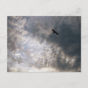 Meeuw bij Dusk Beach Vogel fotografie Briefkaart
