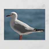 meeuw briefkaart (Voorkant)