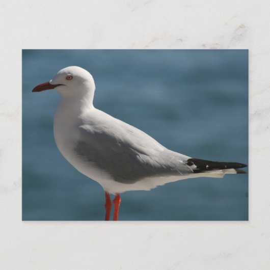 meeuw briefkaart (Voorkant)